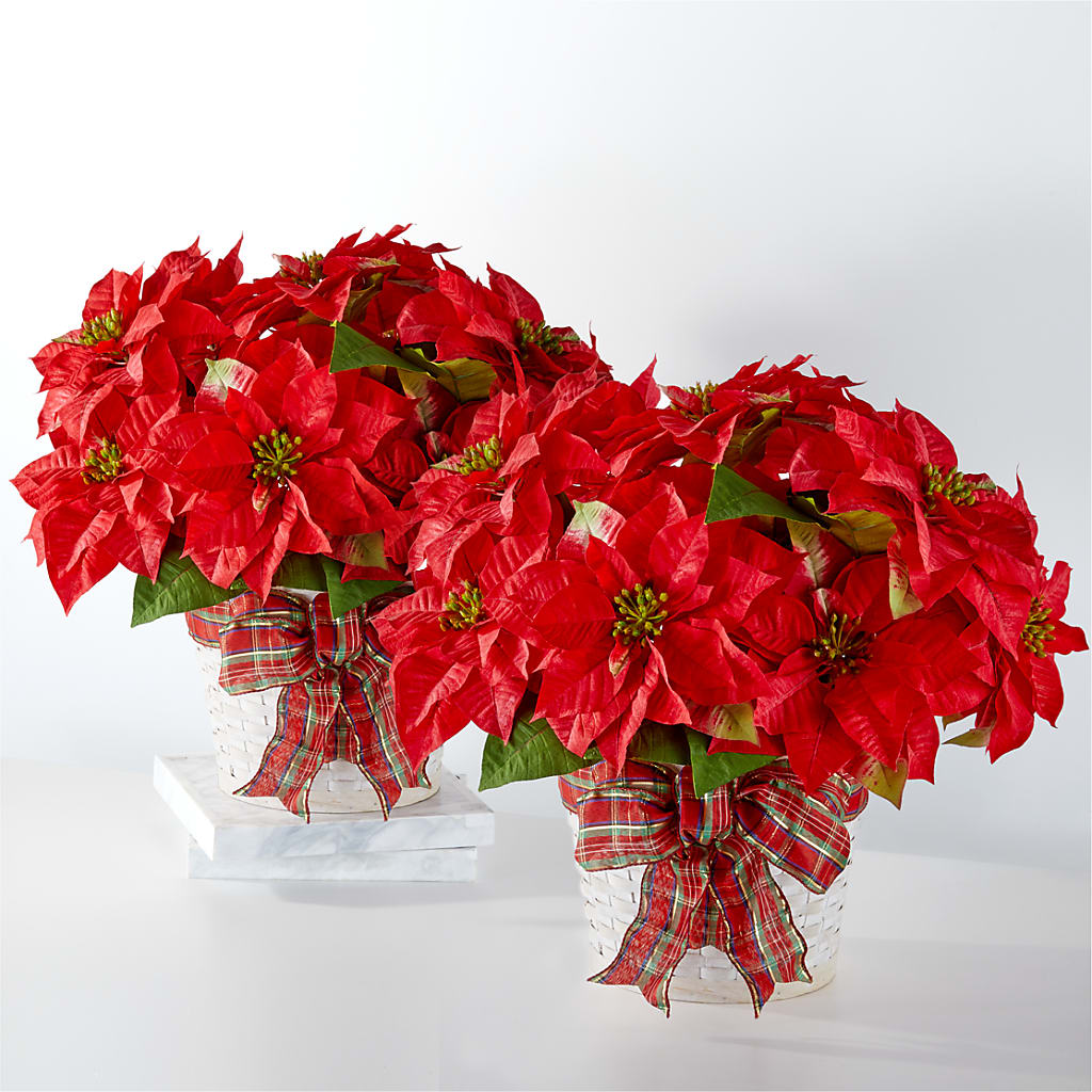 Happiest Holidays Poinsettia Bundle – Occasions Of Love, Huntersville NC