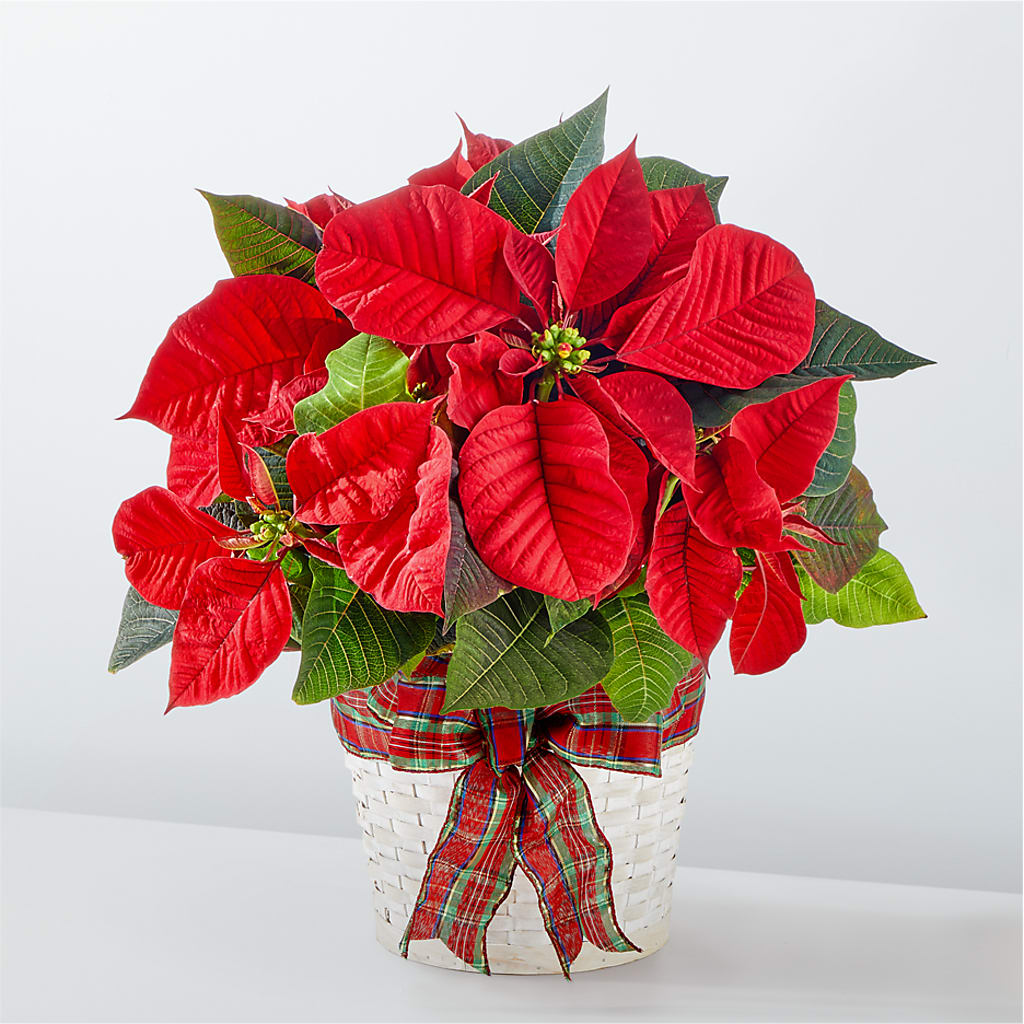 Happiest Holidays Poinsettia – Occasions Of Love, Huntersville NC