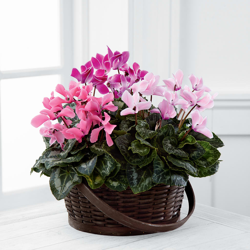Mixed Cyclamen Planter – Occasions Of Love, Huntersville NC