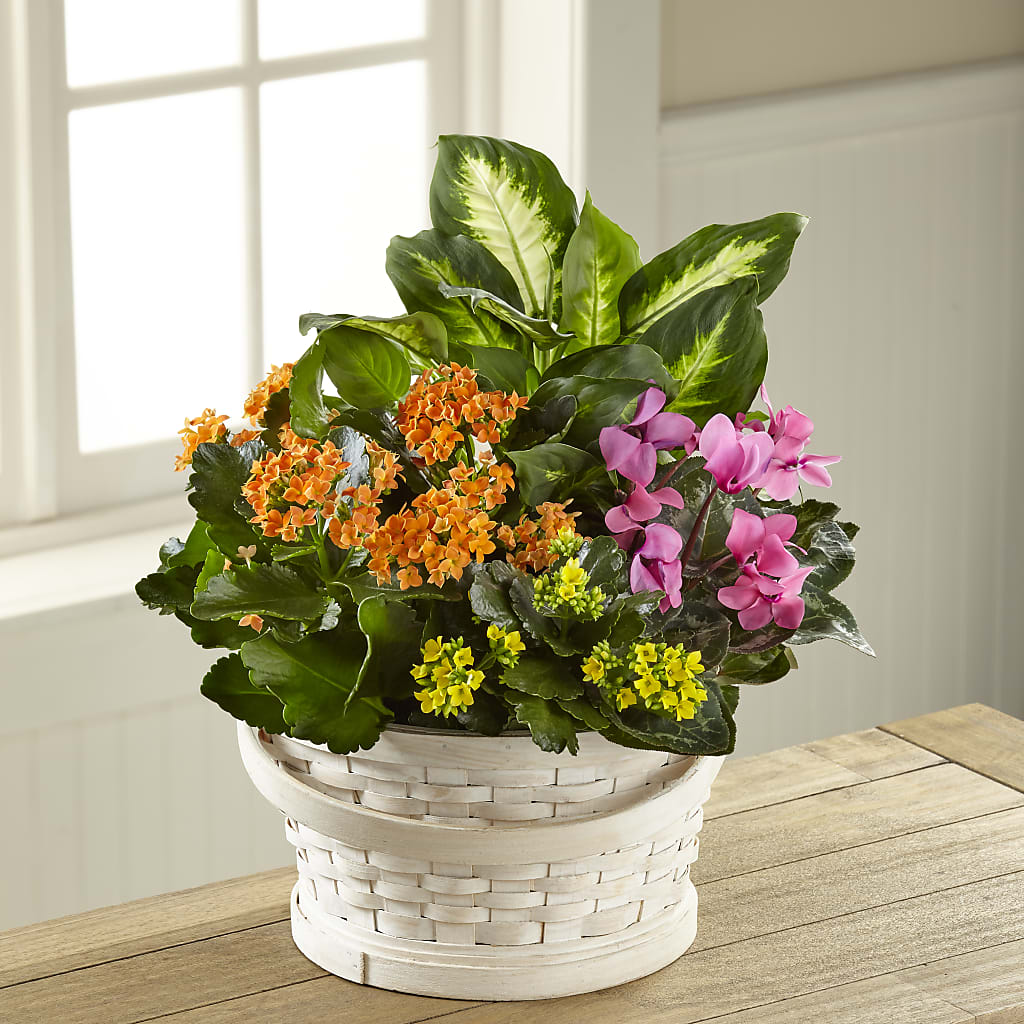 Color Crush Dishgarden – Occasions Of Love, Huntersville NC