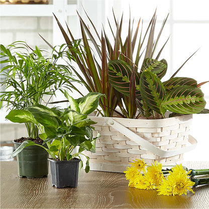Florist Designed Blooming and Green Plants in a Basket –  Occasions Of Love, Huntersville NC