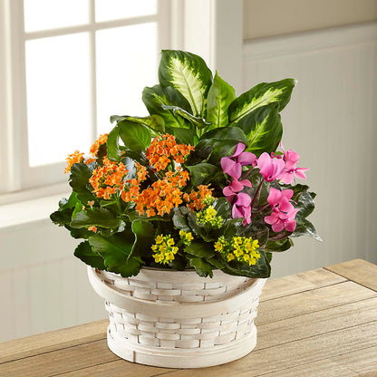 Color Crush Dishgarden –  Occasions Of Love, Huntersville NC