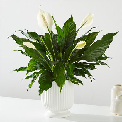 Comfort Planter –  Occasions Of Love, Huntersville NC
