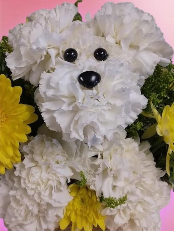 Cute Puppy –  Occasions Of Love, Huntersville NC