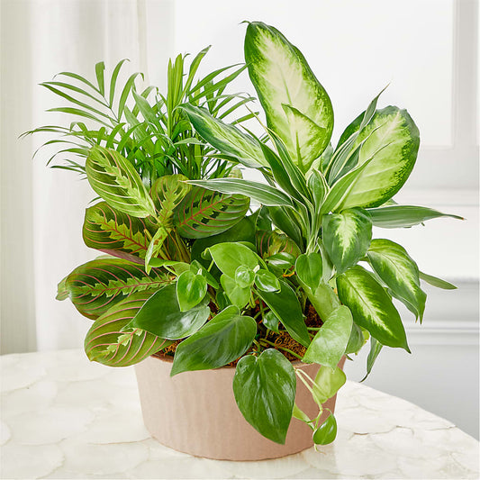 Balance & Harmony Dishgarden –  Occasions Of Love, Huntersville NC